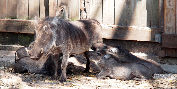 [The mother warthog stands while all four youngsters nurse. On the right is a female on her knees with her belly resting on the ground. One of her brothers is behind her and noticeably larger than her. The mother's head blocks the view of the two nursing on her other side. The mother's head is fully visible and her whitish horns stick out from the sides of her elongated snout.]